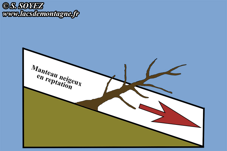 Consequence de la reptation du manteau neigeux sur la morphologie d un conifere